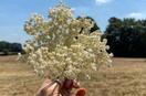 Foraging Elderflower in the South East UK: A Seasonal Ritual Worth Slowing Down For