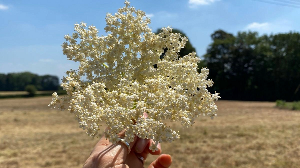 Foraging Elderflower in the South East UK: A Seasonal Ritual Worth Slowing Down For