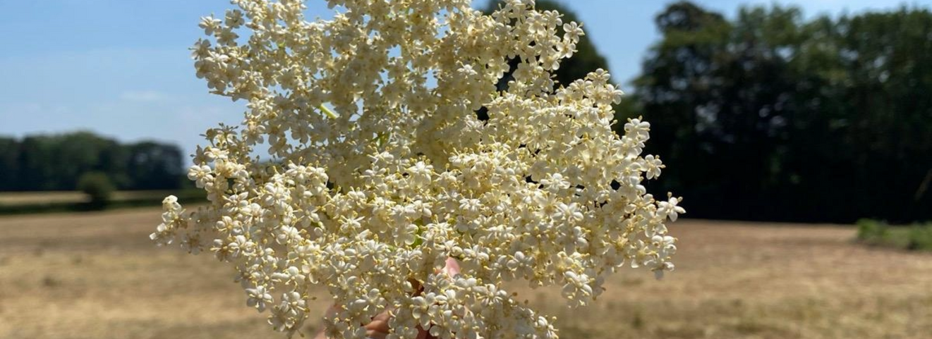 Foraging Elderflower in the South East UK: A Seasonal Ritual Worth Slowing Down For