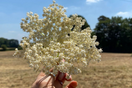 Foraging Elderflower in the South East UK: A Seasonal Ritual Worth Slowing Down For
