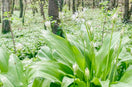 Wild garlic growing in UK woodland