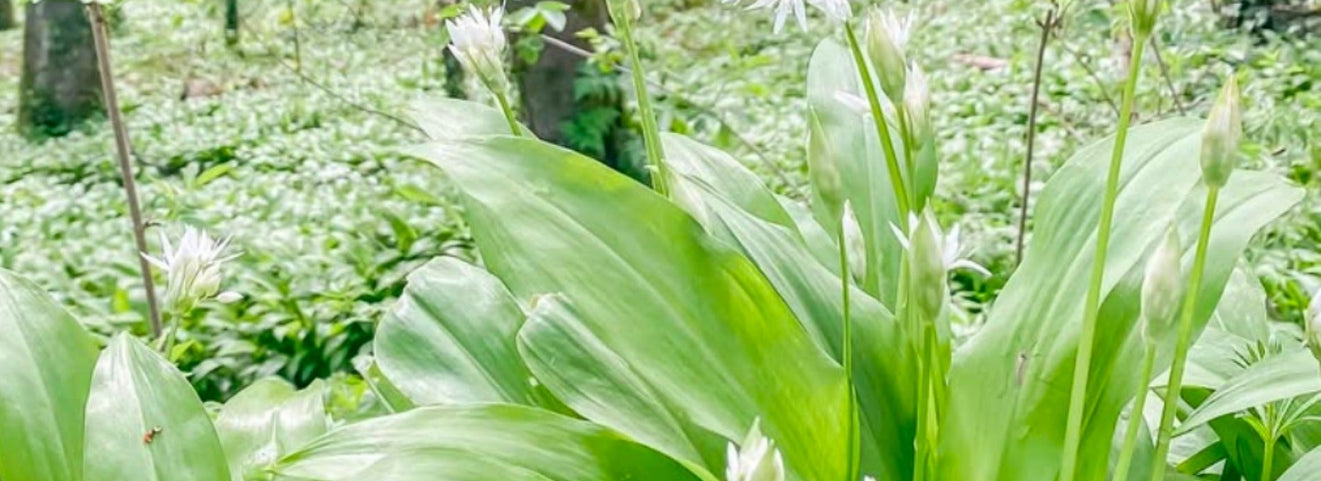 Wild garlic growing in UK woodland