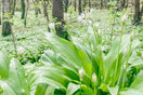 Wild garlic growing in UK woodland